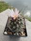 Preview: Thelocactus tulensis